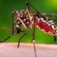 What Diseases Are Carried by Mosquitoes?