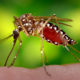 Mosquito Facts