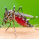June is Mosquito Awareness Month
