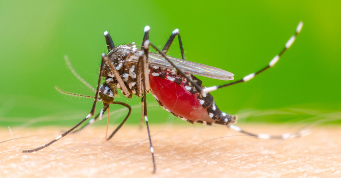 Learn how to prevent mosquito bites, learn about mosquito habits, fun mosquito facts, what to do if you are a mosquito magnet and more