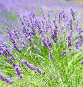 Mosquitoes do not like the scent of lavender and will stay away.