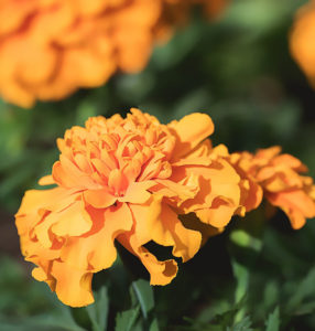 Plant marigolds near your doors and windows and near any outdoor seating areas. Mosquitoes do not like the scent of marigolds so they will stay away.