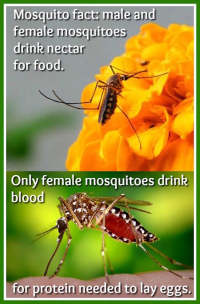 Only female mosquitoes bite people because they need their blood in order to lay eggs.