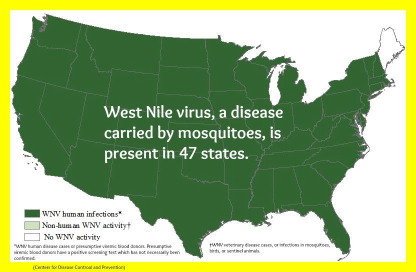 West Nile virus is found in 47 continental states and Washington, DC. Cases of West Nile disease have increased dramatically in the past several years. West Nile virus is transmitted by mosquitoes. Mosquito bites can give you West Nile virus.