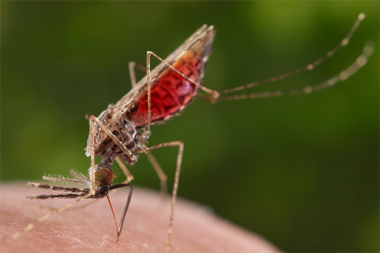 Mosquitoes are the deadliest animals on earth. They kill over 1 million people each year mostly from malaria. The best way to prevent mosquito borne diseases like dengue, chikungunya, West Nile and Zika virus to avoid getting mosquito bites.