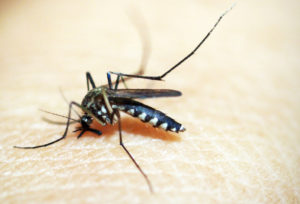 Find fun mosquito facts at tedderfield.com. Mosquitoes can drink up to three times their own weight in blood. Mosquitoes have been around since the Jurassic period, making this species 210 million years old.