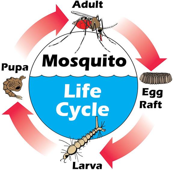 A female mosquito lays eggs in a raft or one by one. These become larvae, pupa and adults. The life cycle may take as short as 4 days or much longer depending on the species and the weather.