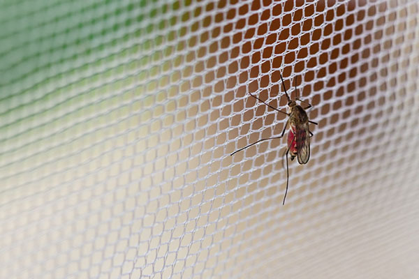 Tedderfield mosquito on a net Mosquito nets can be used indoors and outdoors to help protect you and your loved ones from mosquito bites and the dangerous diseases they may carry like Zika virus, malaria, West Nile virus, Dengue fever, chikungunya, and more.
