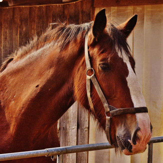 Horses are vulnerable to Eastern Equine Encephalitis and can be vaccinated against it.
