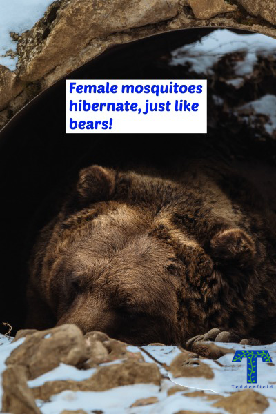 Tedderfield female mosquitoes hibernate in winter.l Female mosquitoes hibernate just like bears. Female mosquitoes can hide in hollow logs and other places to survive winter. Female mosquitoes can also lay eggs that have a special coating and will survive cold weather. Female mosquitoes come back to life when the weather is warm and eggs are able to hatch. Both female mosquitoes who survive winter and female eggs that hatch can then quickly breed more leading to bigger mosquito populations quickly.