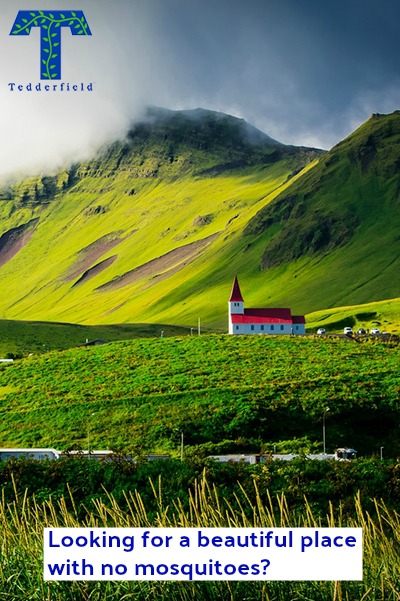 Tedderfield there are no mosquitoes in Iceland Iceland is one of the only places on earth that does not have mosquitoes. Because Iceland's winter temperatures vary dramatically, mosquitoes are not able to survive and breed. There is not enough time for an egg to complete a life cycle, to hatch into a female mosquito, have a blood meal, and then lay more eggs before it freezes again.