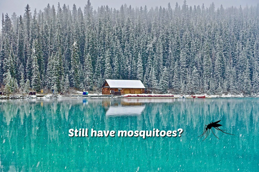 Tedderfield where do mosquitoes go in the winter Female mosquitoes hibernate in winter. Some species of eggs and larvae also can hibernate. Female mosquitoes spend the winter in logs, animal dens or under leaves. As soon as the temperature warms up, they are ready to feed on people, animals and birds to get the blood protein they need to lay more eggs.